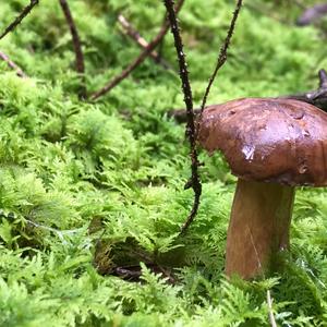 Bay Bolete