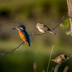 Common Kingfisher