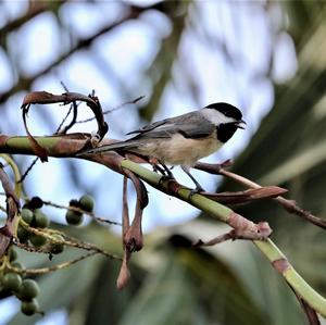 Marsh Tit