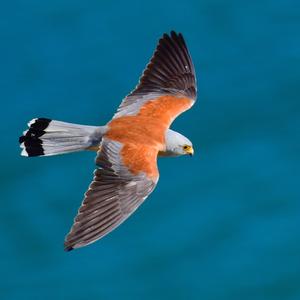 Common Kestrel