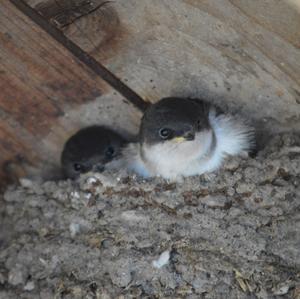 Northern House-martin