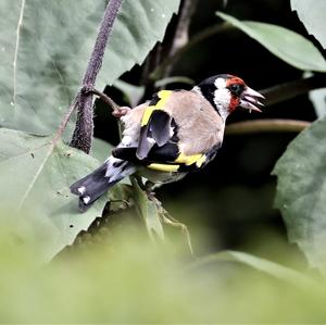 European Goldfinch