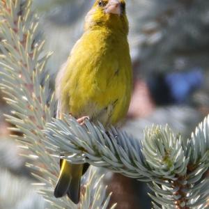 European Greenfinch