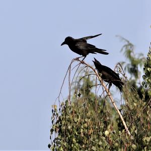 Carrion Crow