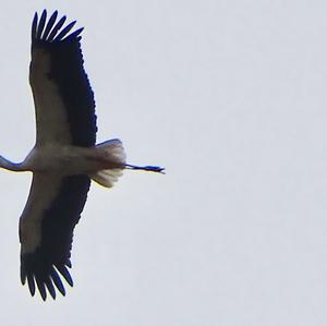 White Stork