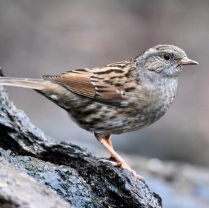 Hedge Accentor