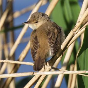 Eurasian Reed-warbler