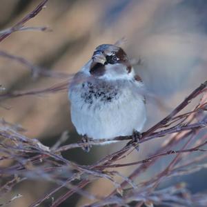 House Sparrow