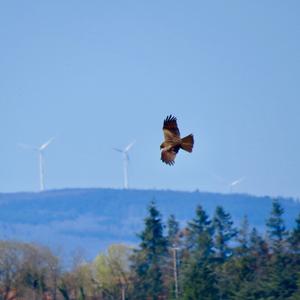 Western Marsh-harrier