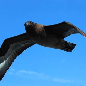 South Polar Skua