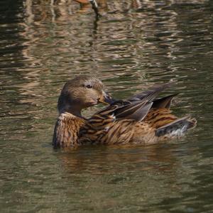 Mallard