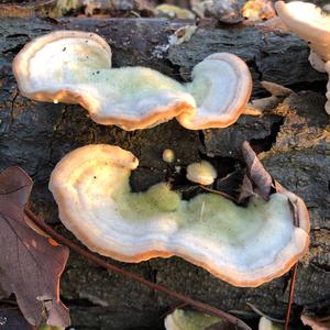 Hairy Parchment