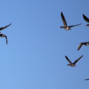 Greylag Goose