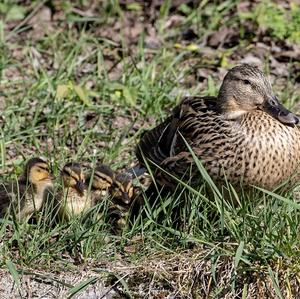 Mallard