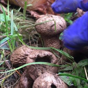 Dusty Puffball