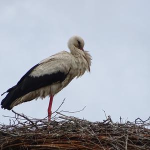 White Stork