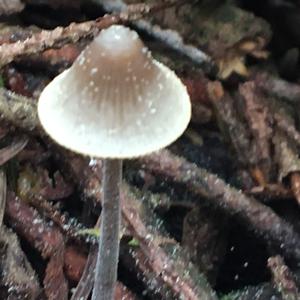 Coprinus auricomus