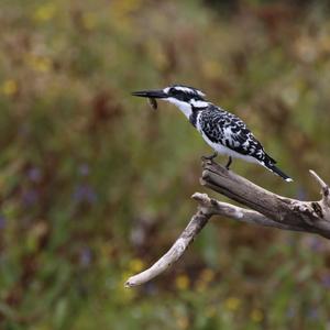 Pied Kingfisher