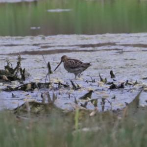 Common Snipe