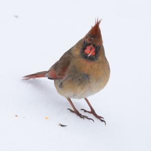 Northern Cardinal