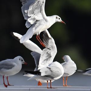 Black-headed Gull