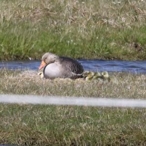 Greylag Goose