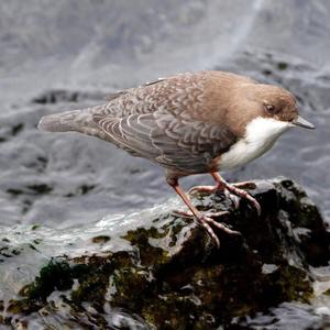 White-throated Dipper