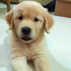 Retriever (Golden)