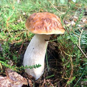 King Bolete