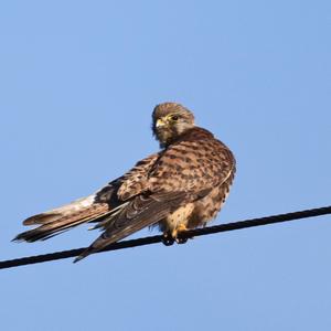 Common Kestrel