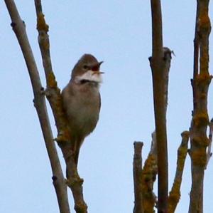 Common Whitethroat