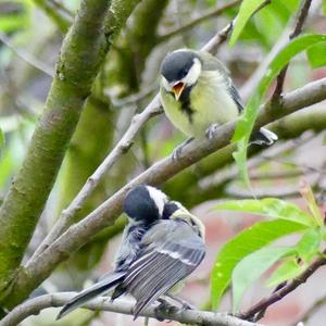 Great Tit