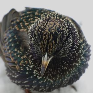 Common Starling