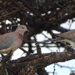 Laughing Dove