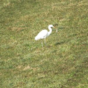 Great Egret