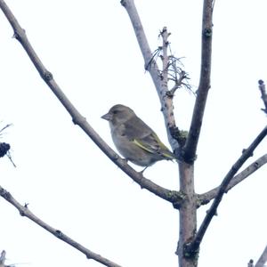 European Greenfinch