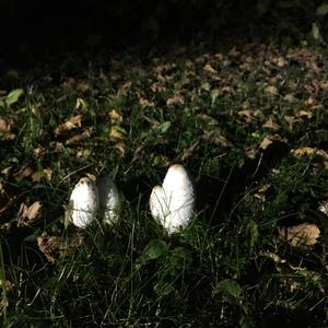 Shaggy Mane