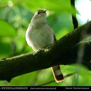 Common Chiffchaff