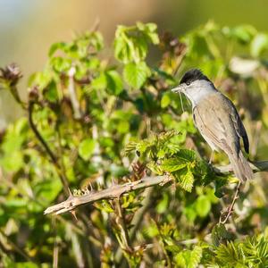 Blackcap