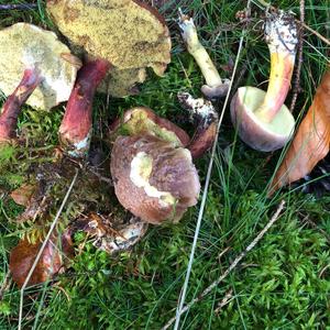 Red-cracked Bolete