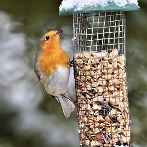 European Robin