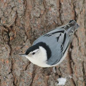 White-breasted Nuthatch