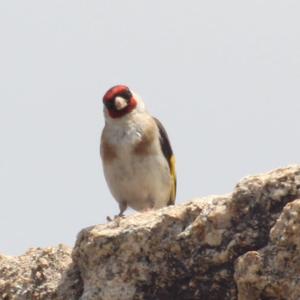 European Goldfinch