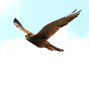 Common Kestrel