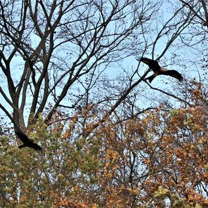 Red Kite