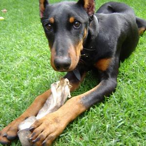 Doberman Pinscher