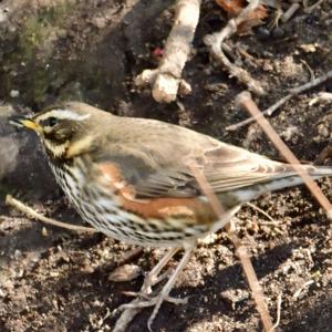 Redwing