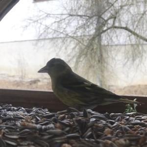 Eurasian Siskin