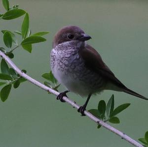 Red-backed Shrike