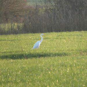 Great Egret